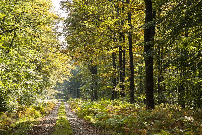 Forêt de Bercé
