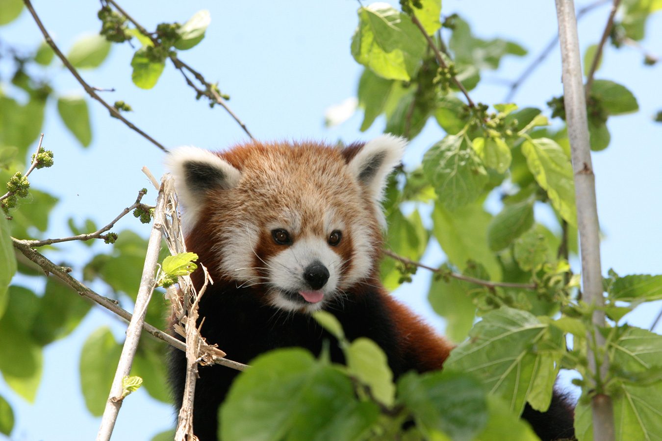 Panda roux zoo de la flèche