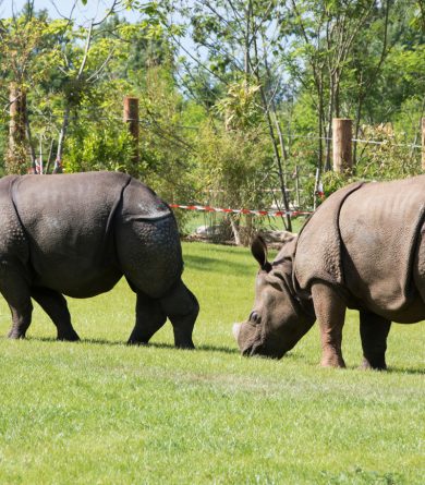 Zoos and animal parks