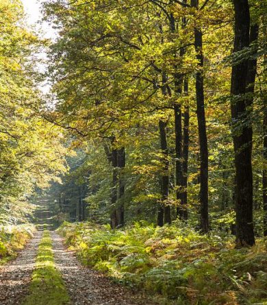 The forests of La Sarthe