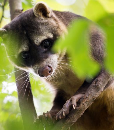 The zoos in La Sarthe