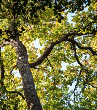 Forêt domaniale de Bercé