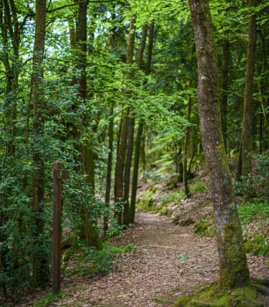 Forêt domaniale de Sillé