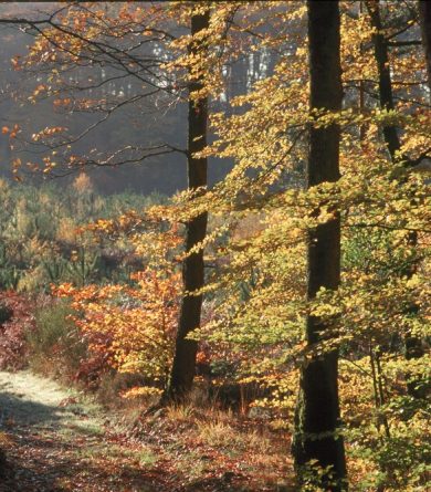 FORET DOMANIALE DE PERSEIGNE