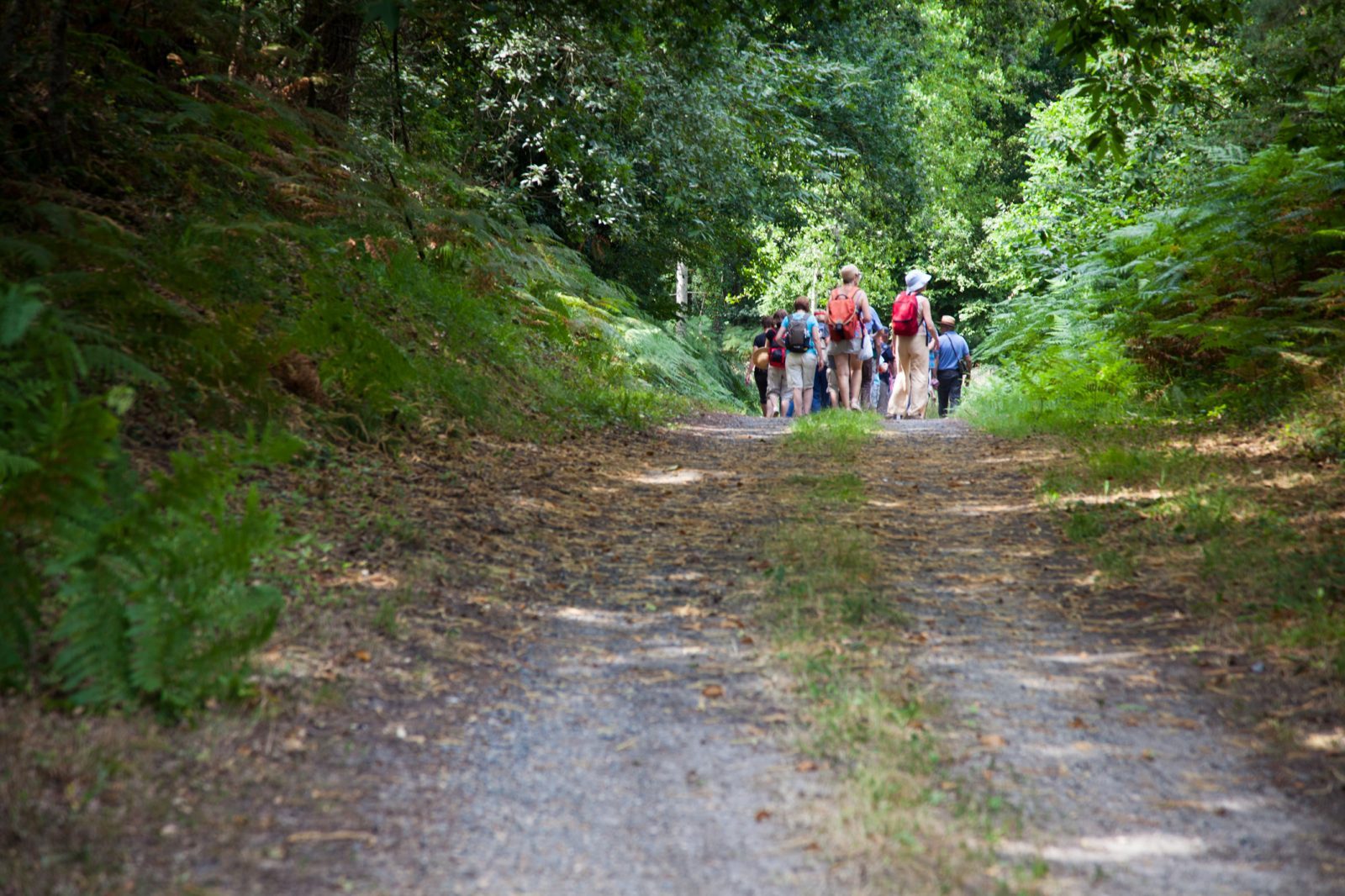 Randonnée pédestre