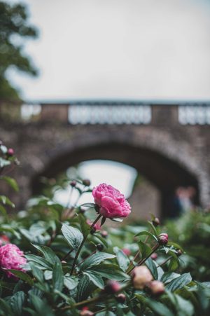 Conservatoire de la Pivoine (Château de Sourches)