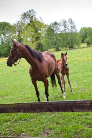 HARAS ET CHATEAUX