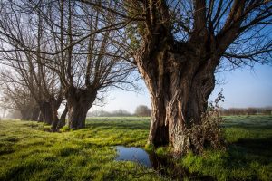 CIRCUIT N°8 : AU COEUR DU BOCAGE PERCHERON – AVEZÉ