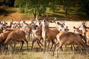 Safari ferme : élevage de cerfs