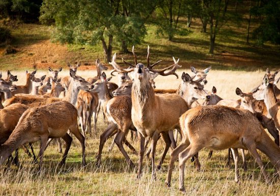 Safari ferme : élevage de cerfs