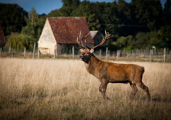 Safari ferme : élevage de cerfs