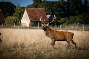 FERME DE LA HAIE – DEER FARM