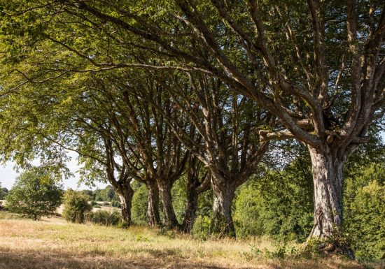 La Vallée de la Chéronne