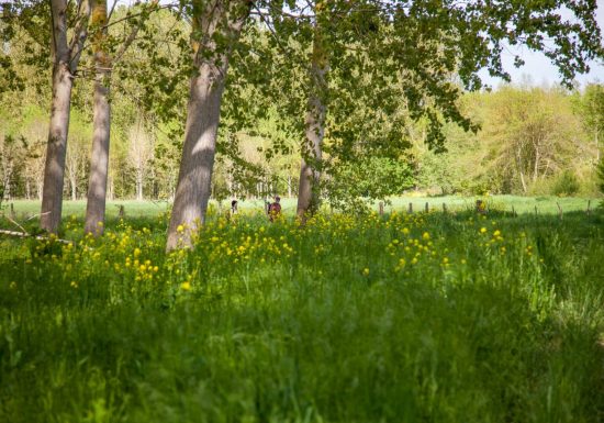 Thorée-les-Pins – Hameau des Cartes