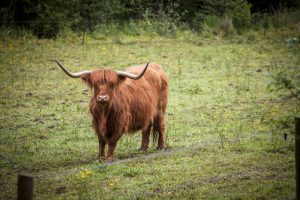 Réserve naturelle régionale Marais de Cré sur Loir / La Flèche