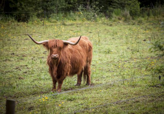Réserve naturelle régionale Marais de Cré sur Loir / La Flèche