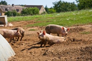 Ferme de Coubrier – Viande de boeuf et de porc