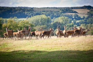 FERME DE LA HAIE – DEER FARM