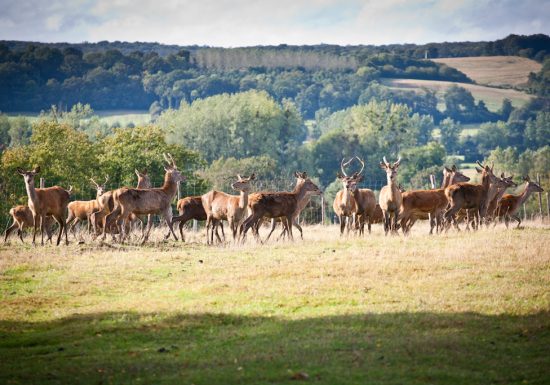 Le brame du cerf