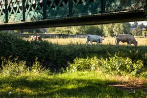 N°8 : Au coeur du bocage Percheron