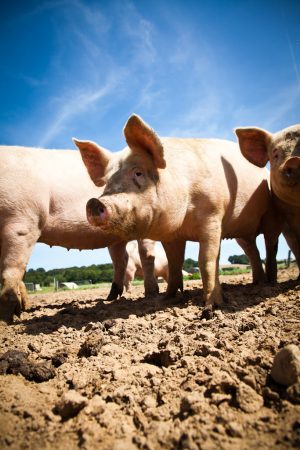 Ferme de Coubrier – Viande de boeuf et de porc