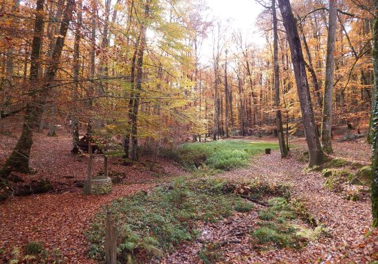 Saint Vincent-du-Lorouër – En forêt de Bercé