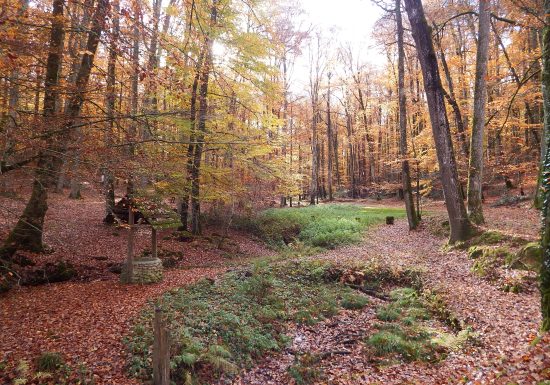 SAINT VINCENT DU LOROUËR – EN FORÊT DE BERCÉ