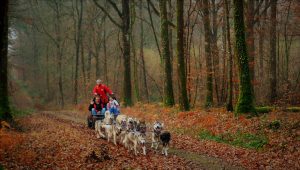 Sled Dog Ride – balade en chiens de traineaux