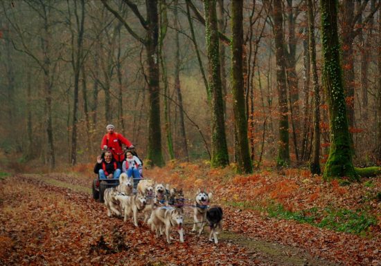Sled Dog Ride – balade en chiens de traineaux