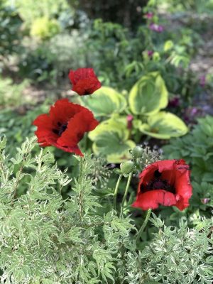 Visite du jardin de L’Ecole des Garçons