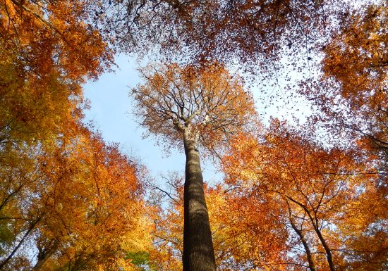 Mayet – Le tour du pylône par la forêt de Bercé