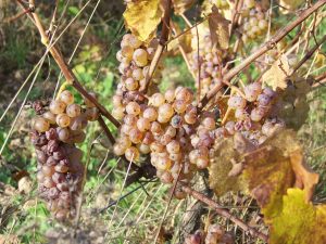 Domaine viticole les Maisons Rouges