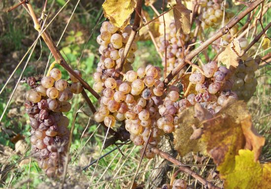 Domaine viticole les Maisons Rouges