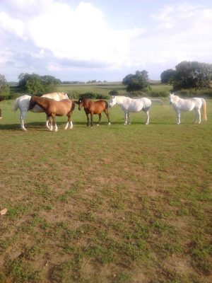 Equitation – Ferme équestre du Mont Cruchet