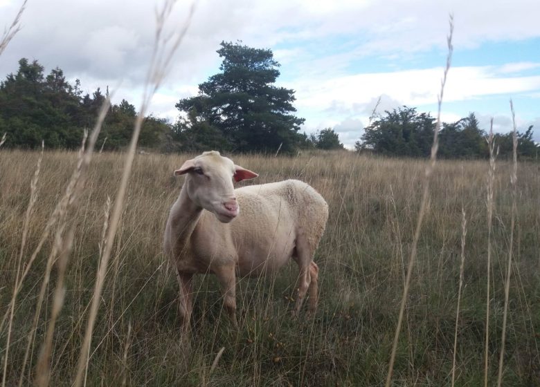 Larzac !