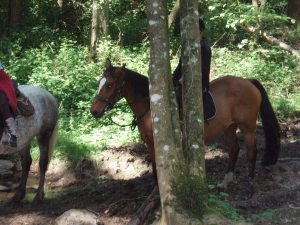 Equitation – Centre équestre de la Chataigneraie