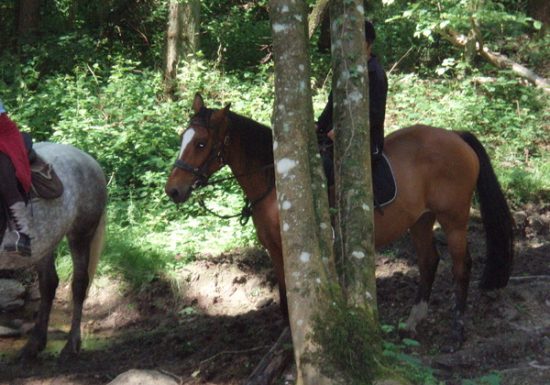 Equitation – Centre équestre de la Chataigneraie