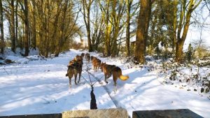 Cani-rando et balade kart : Association des Crocs Blancs Sarthois