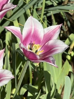 Visite du jardin de L’Ecole des Garçons