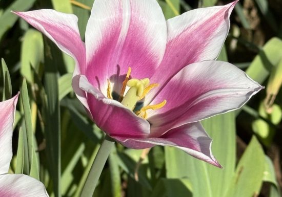 Visite du jardin de L’Ecole des Garçons