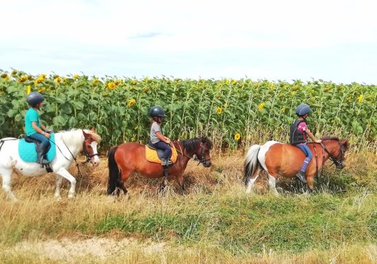 LES BRUMES PONY CLUB