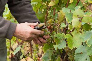 Marçon – Randonnée à travers le vignoble