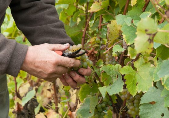 Marçon – Randonnée à travers le vignoble