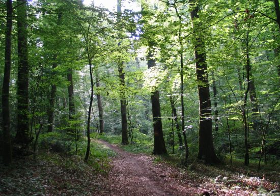 Saint jean de La Motte – Le château de Gallerande