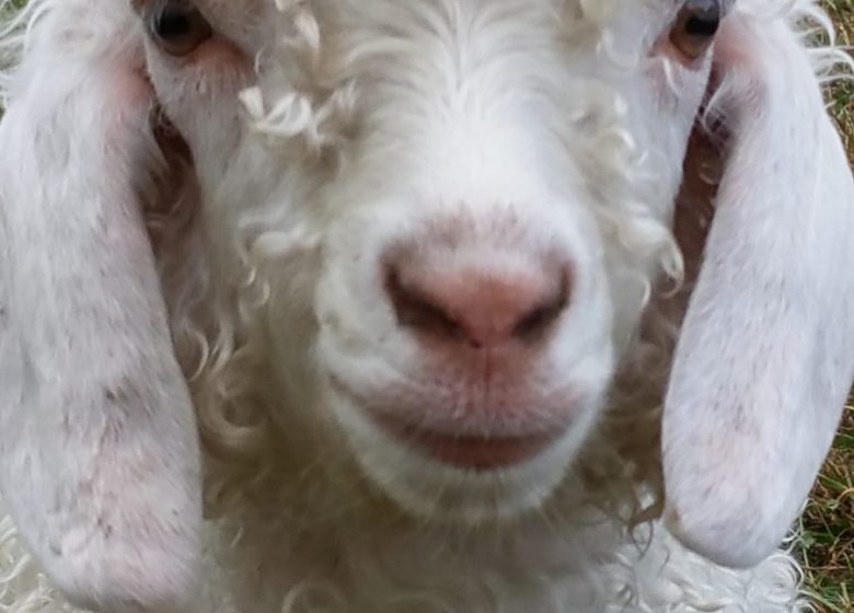 Elevage de chèvres Angora, boutique à la ferme d’articles en laine Mohair