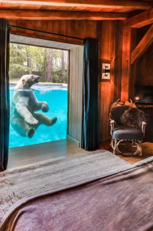 Safari Lodge – Zoo de La Flèche
