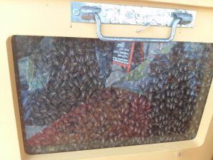 La Miellerie de Trompesouris – Kenny Poisson