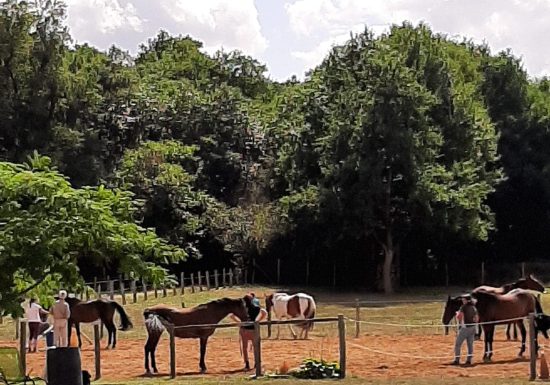 Écurie/élevage des Rosiers