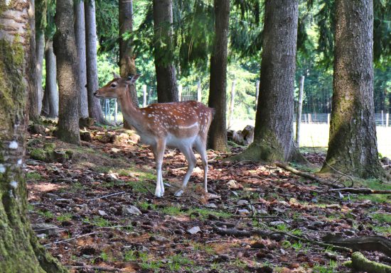 Saint-Léonard-des-Bois animal park