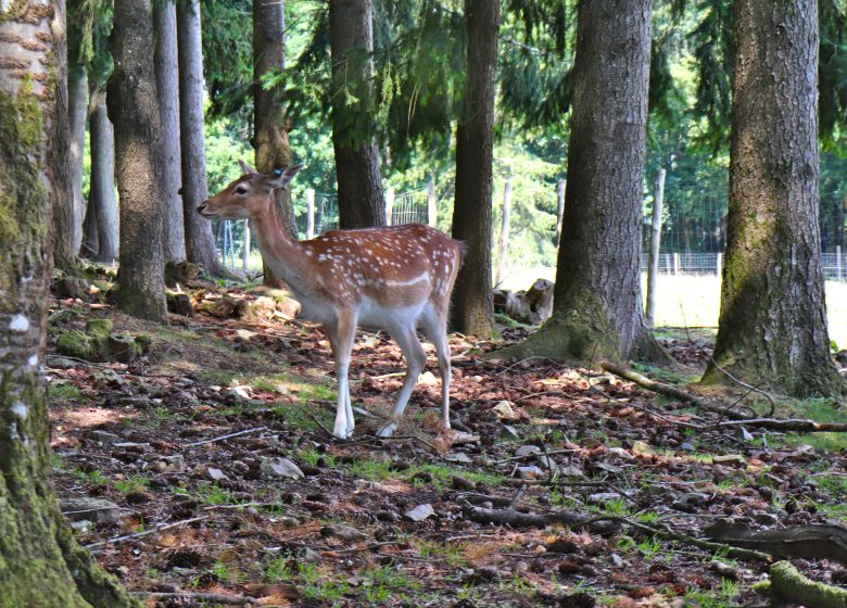 Saint-Léonard-des-Bois animal park